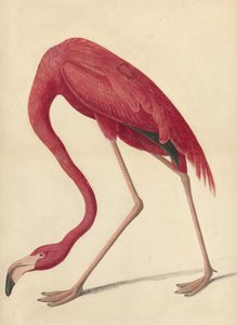 Greater Flamingo, 1838 (wc, białko jaja i grafit na papierze)